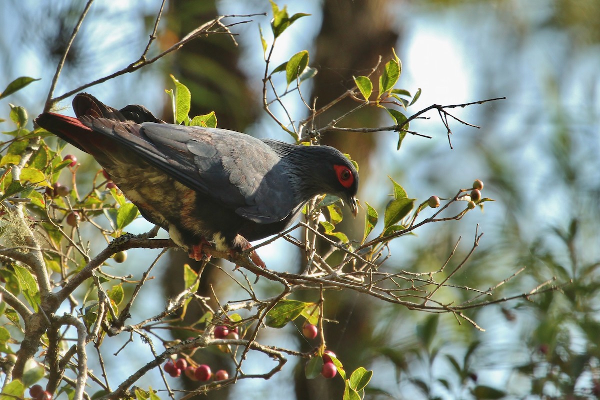 blodhaleblådue - ML616705290