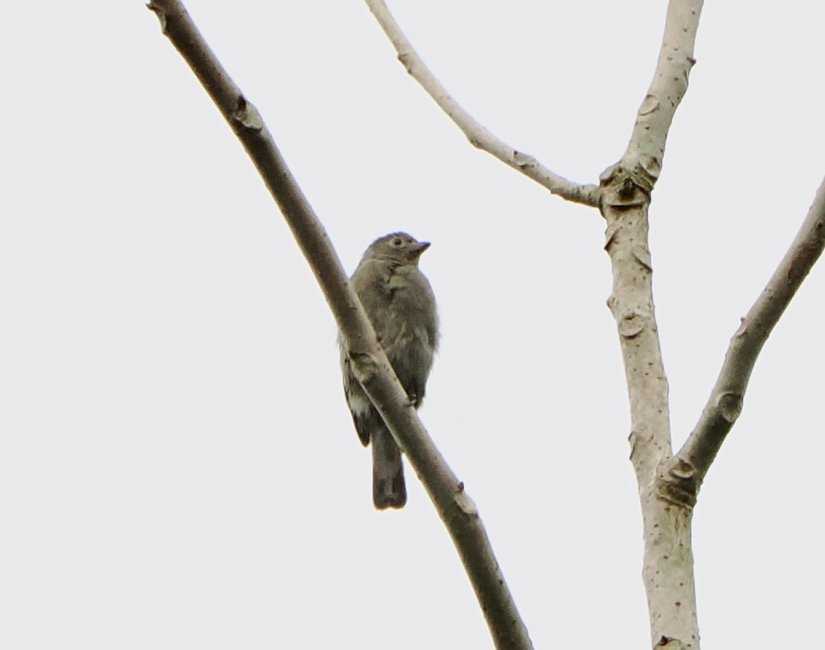 Willcocks's Honeyguide - ML616705377