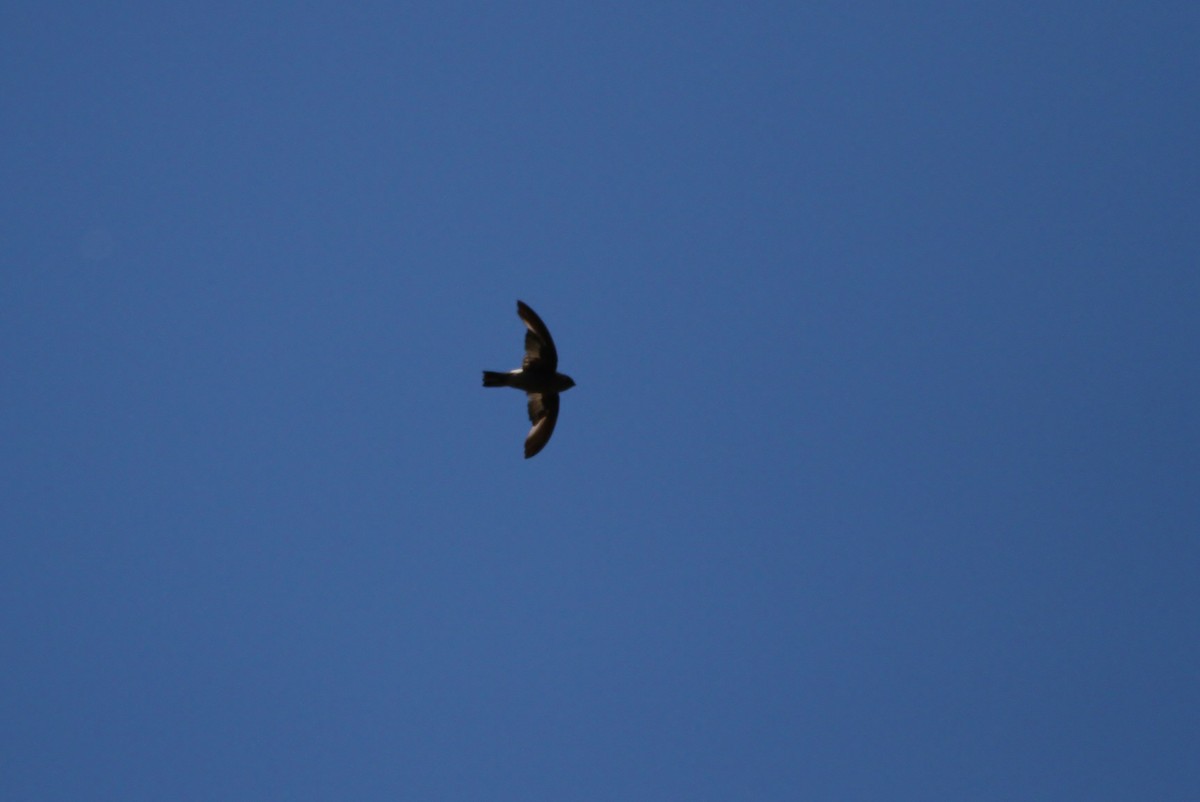 Madagascar Spinetail - ML616705380