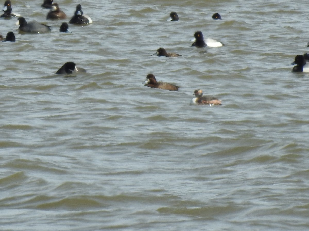 Horned Grebe - ML616705383