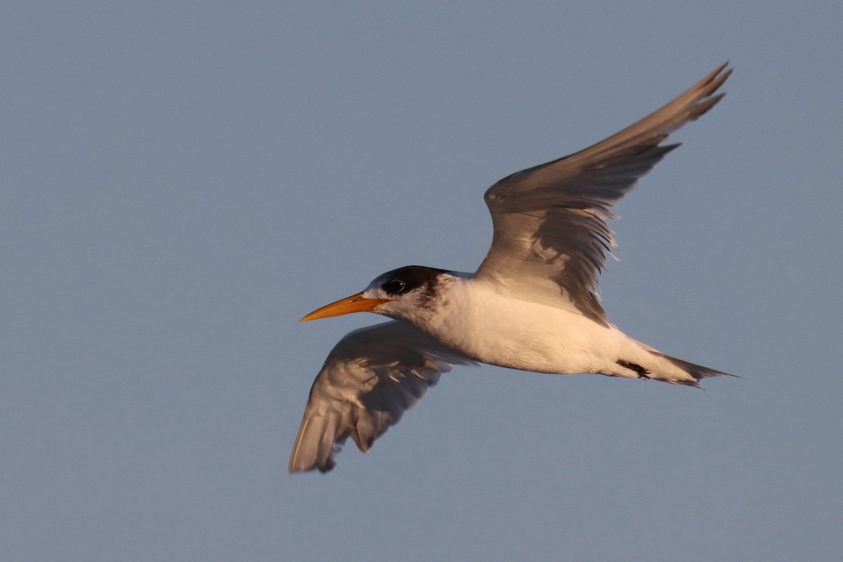 Great Crested Tern - ML616705417