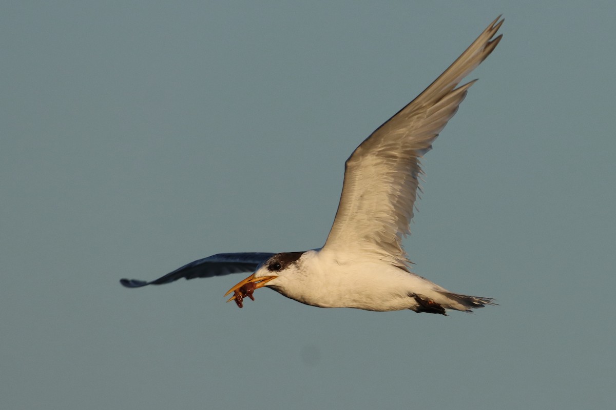Great Crested Tern - ML616705418