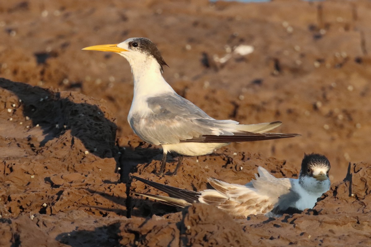 Great Crested Tern - ML616705419