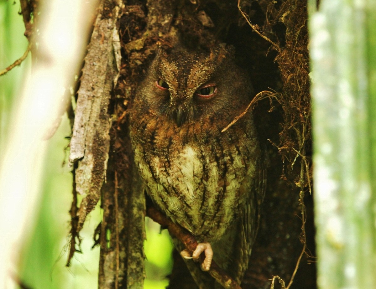 Madagascar Scops-Owl - ML616705450