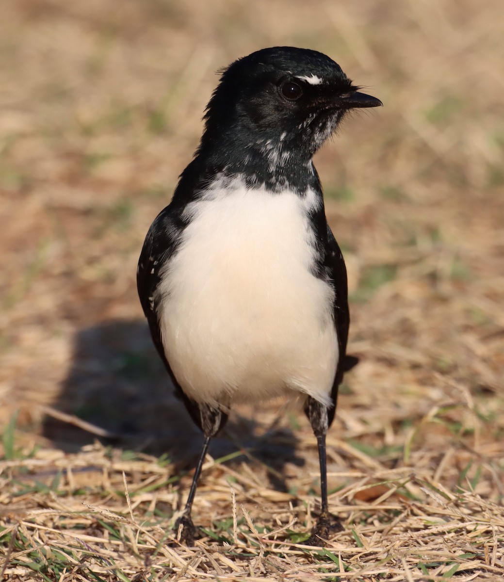 Willie-wagtail - ML616705456