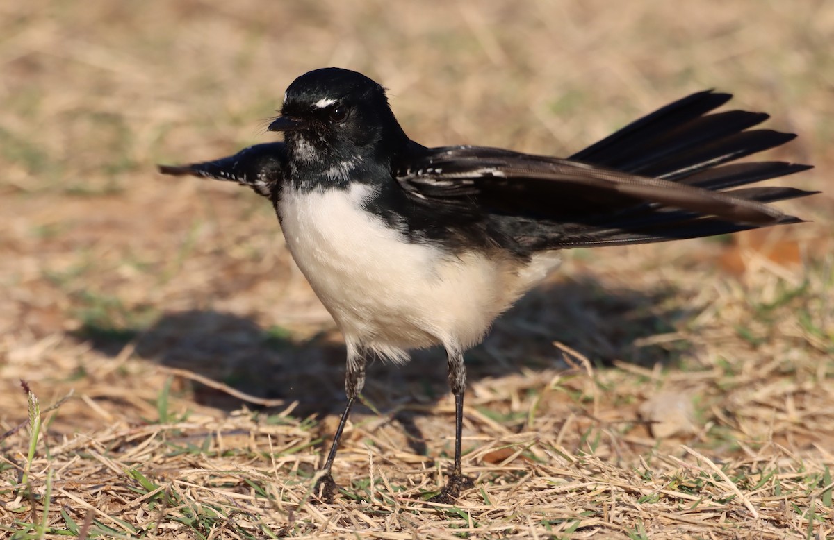 Willie-wagtail - ML616705457