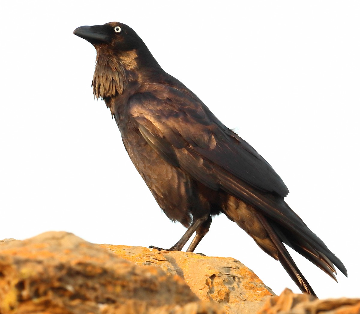 Australian Raven - ML616705464