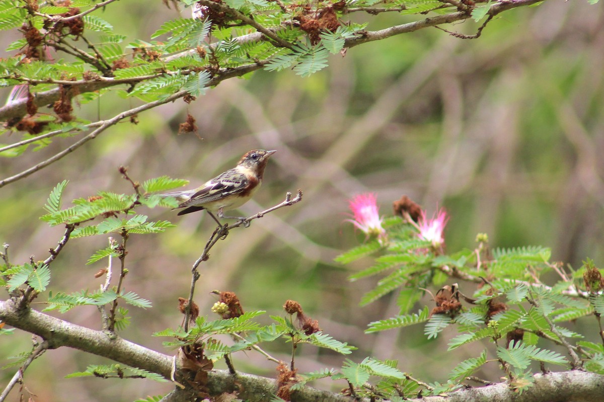 Bay-breasted Warbler - Julio César Loyo