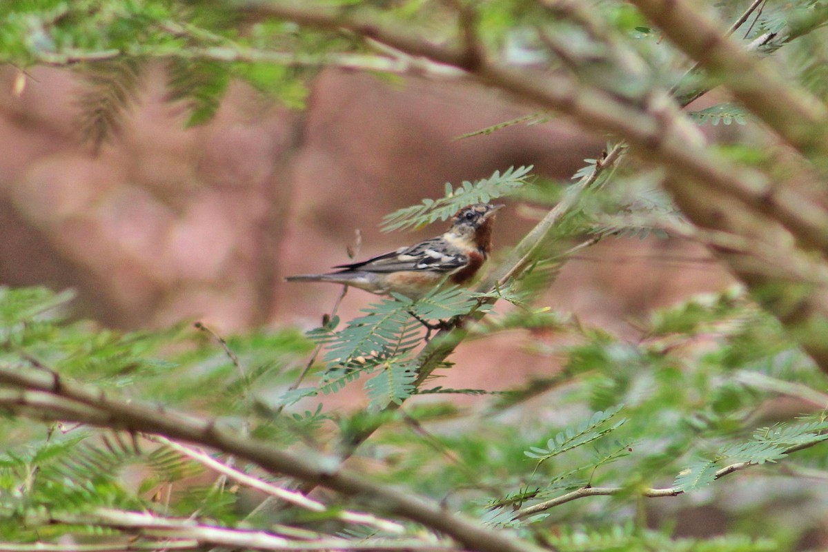 Braunkehl-Waldsänger - ML616705492