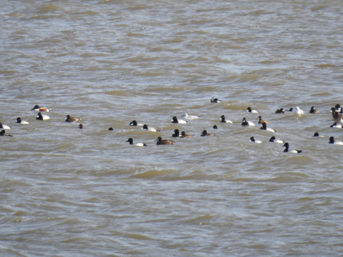 Bonaparte's Gull - ML616705528