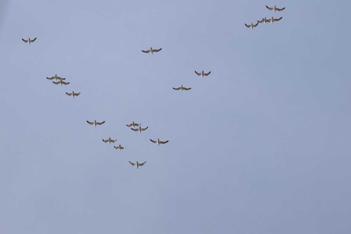 Pallas's Gull - ML616705562