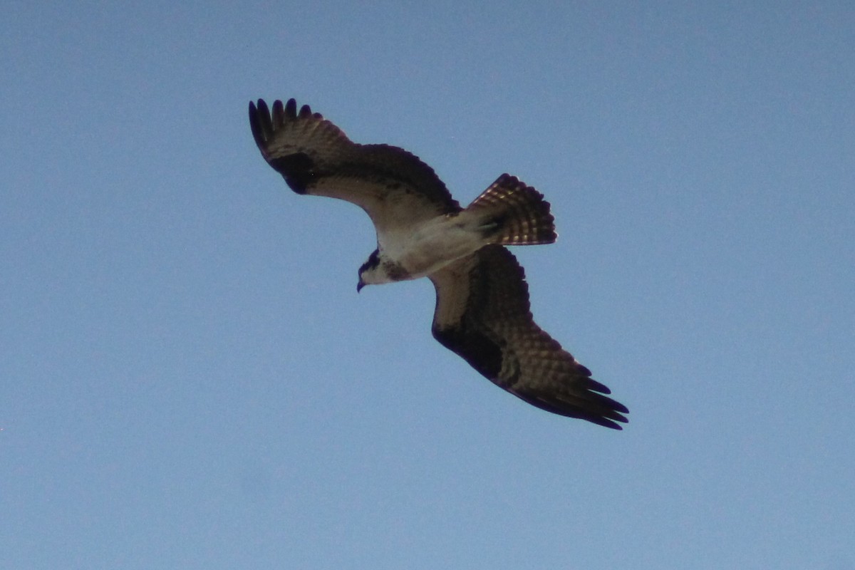 Águila Pescadora - ML616705571