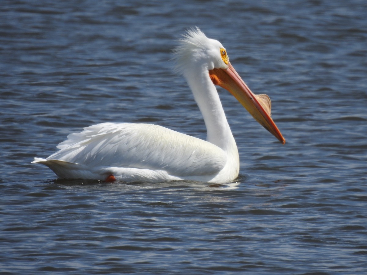 American White Pelican - ML616705582