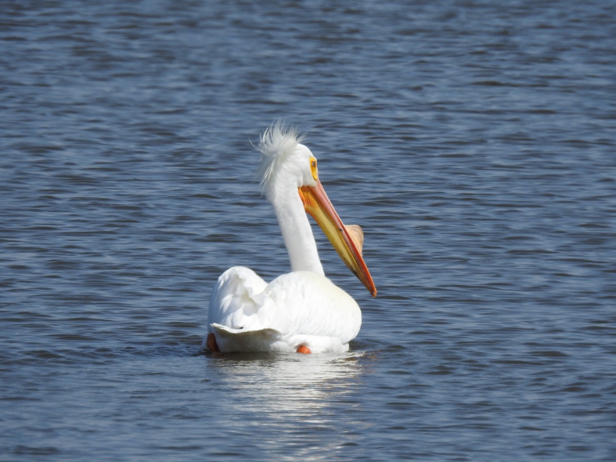 American White Pelican - ML616705586