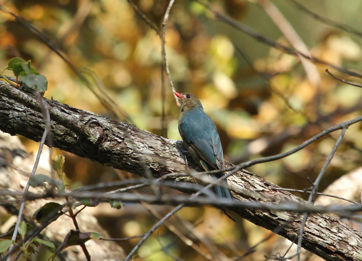 Nuthatch-Vanga - ML616705598