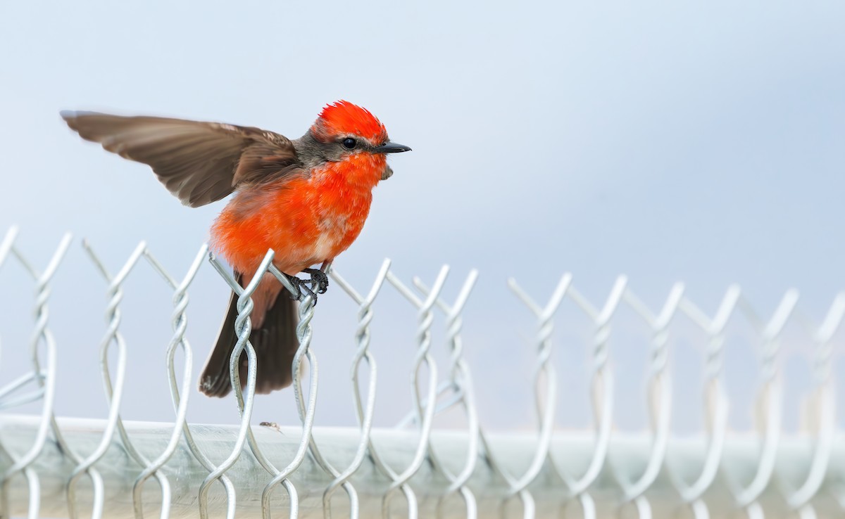 Vermilion Flycatcher - ML616705638