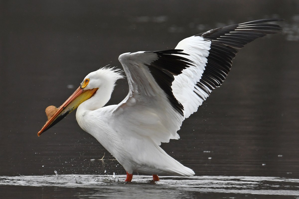 American White Pelican - ML616705673