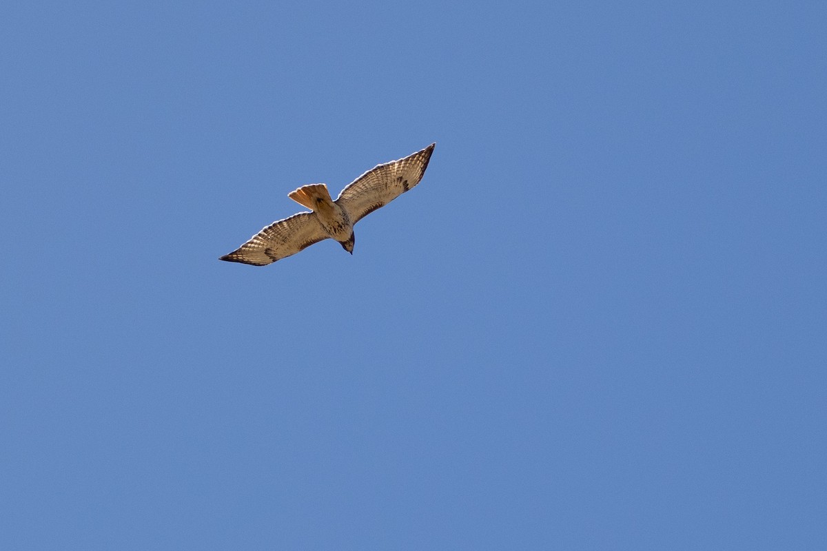 Red-tailed Hawk - ML616705688