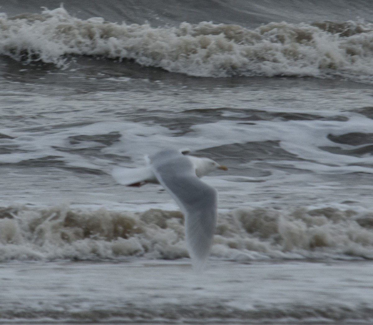 Glaucous Gull - ML616705722