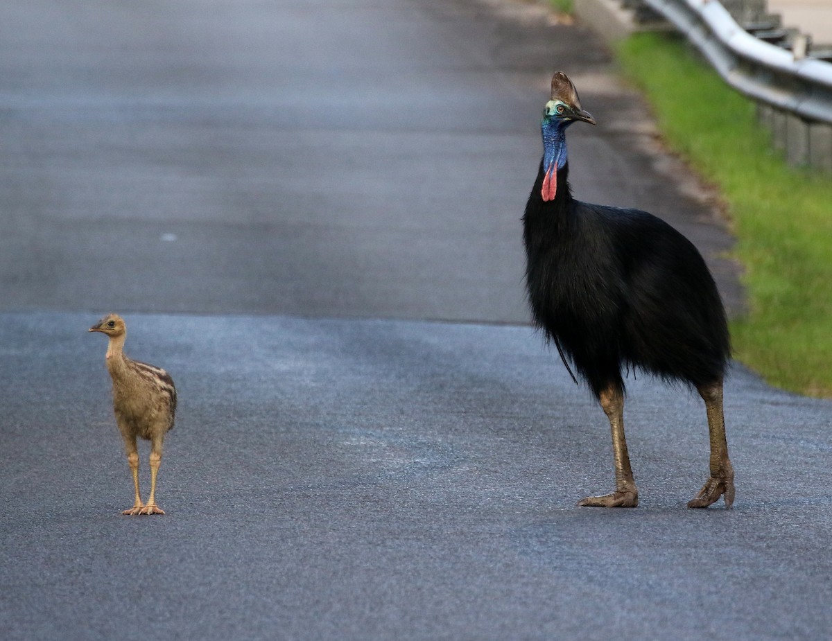 Southern Cassowary - Jeff Larson