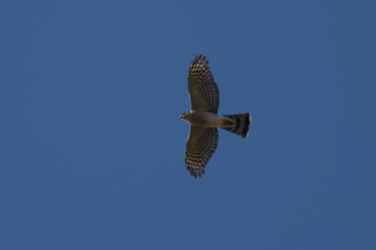 Sharp-shinned Hawk - ML616705755