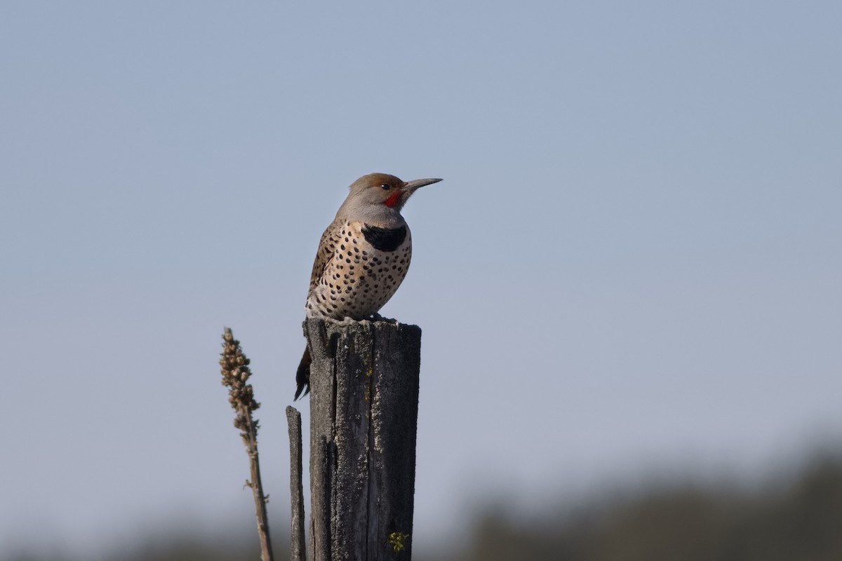 Northern Flicker - Gaelen Schnare