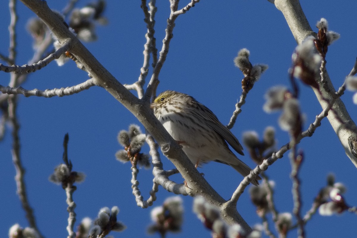 Savannah Sparrow - Gaelen Schnare