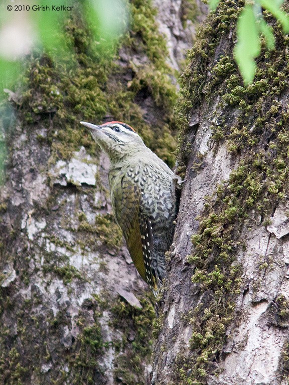 Streak-throated Woodpecker - ML616705815