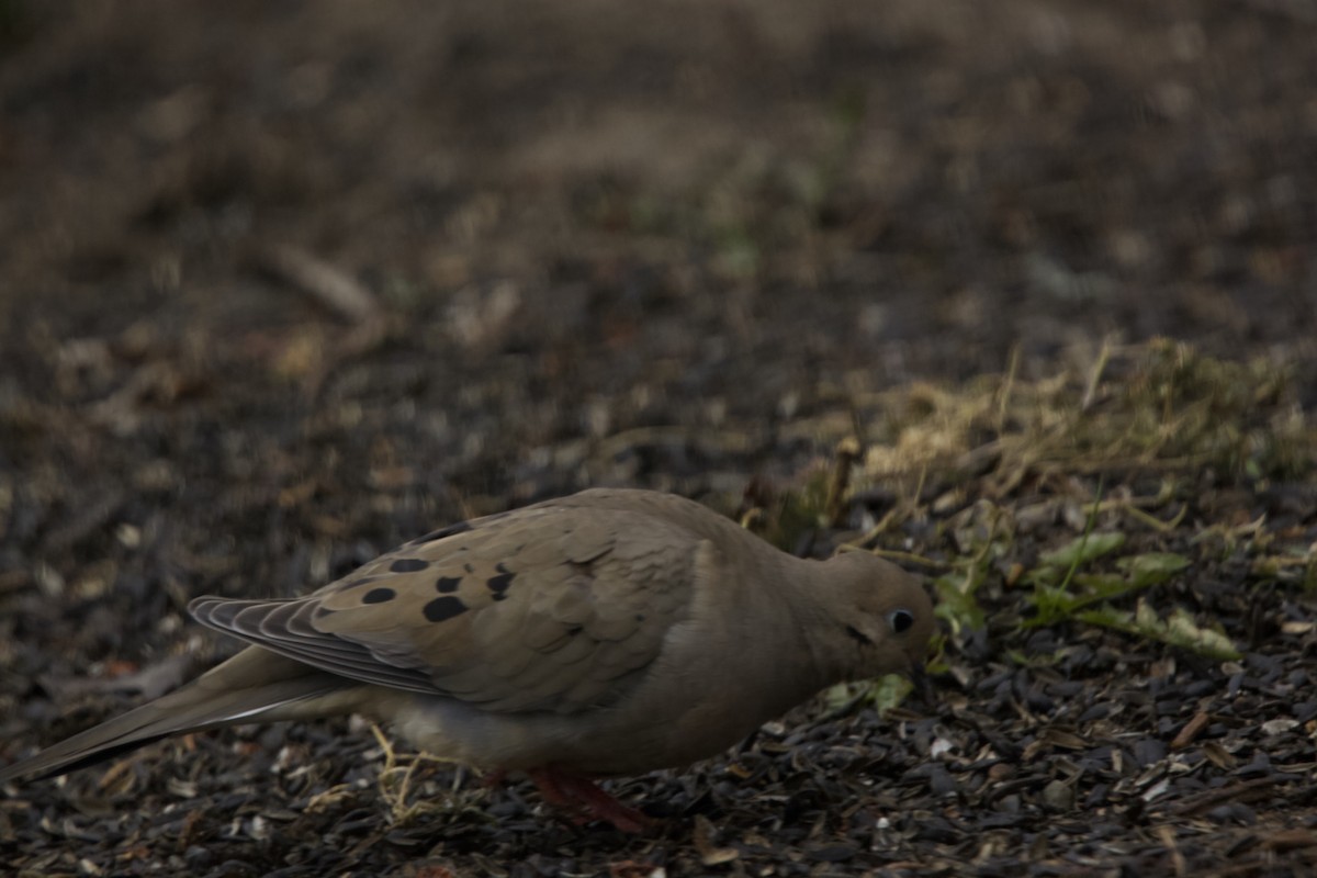 Mourning Dove - ML616705841