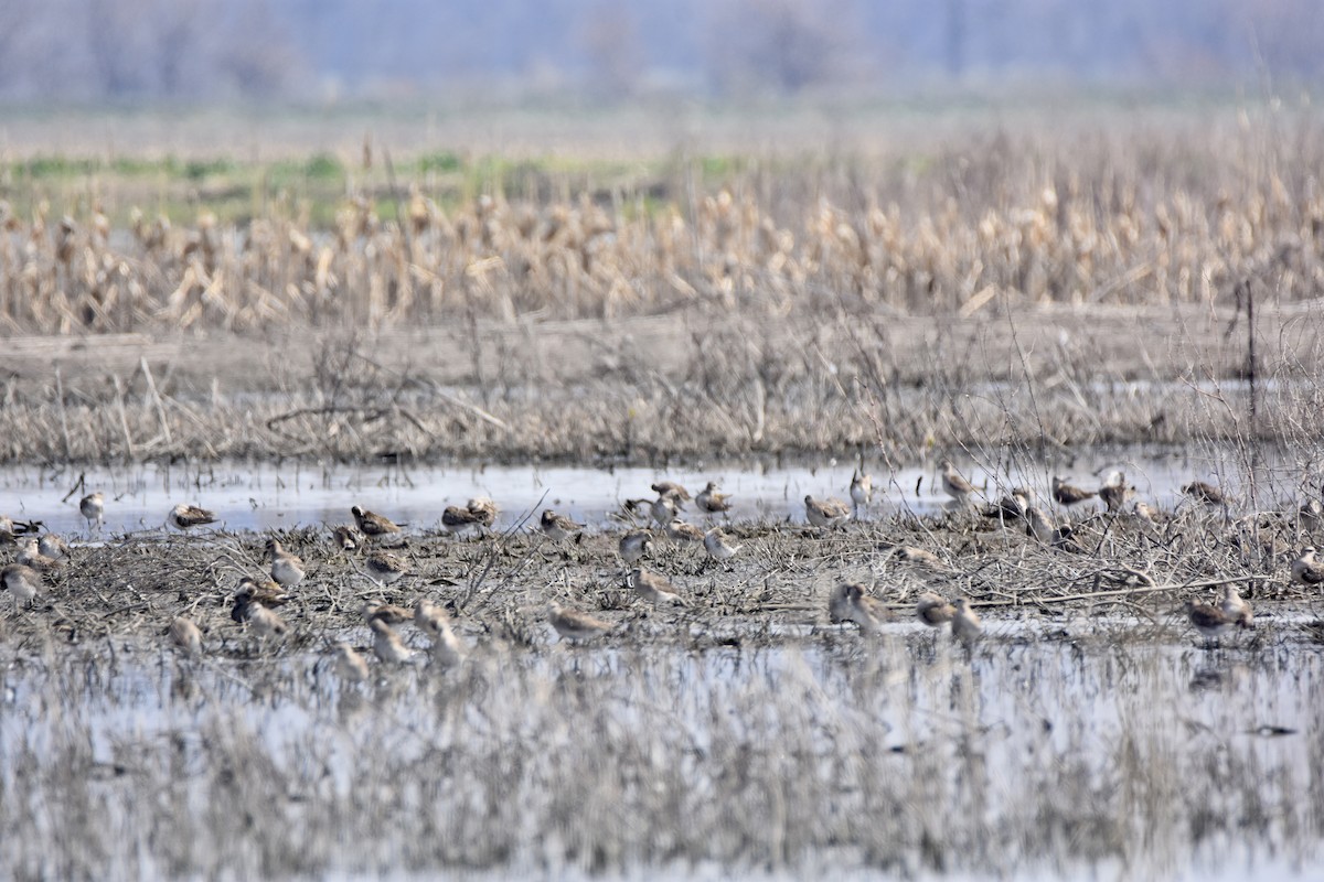 American Golden-Plover - ML616705898