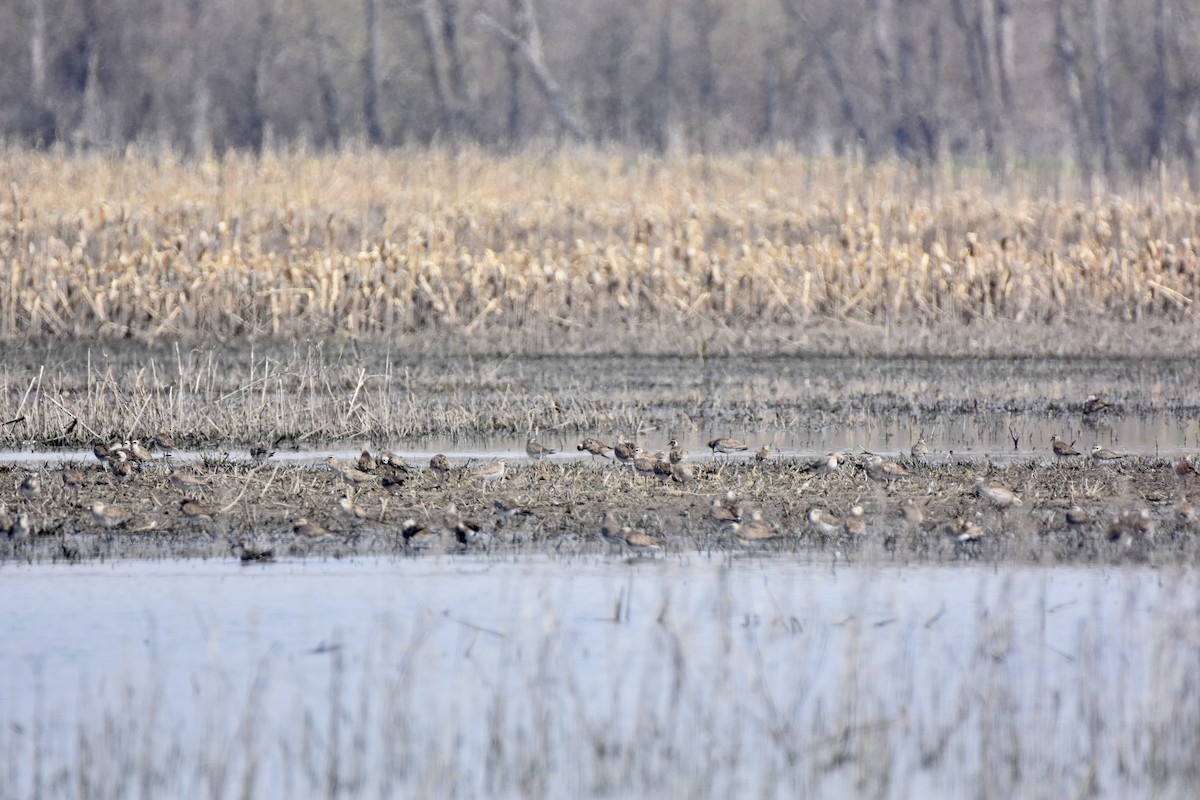 American Golden-Plover - ML616705899