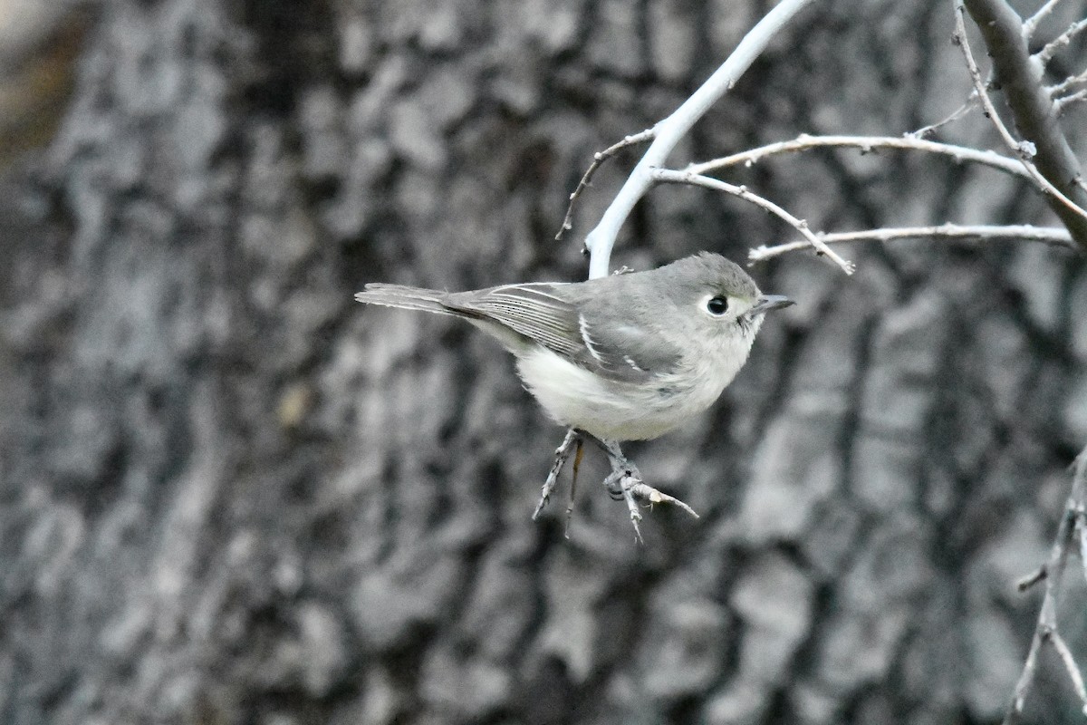 Hutton's Vireo - JJ Furuno