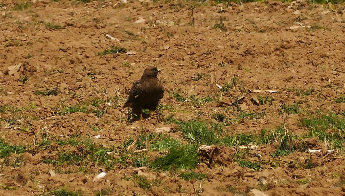 Swainson's Hawk - Jon (JC) Curd