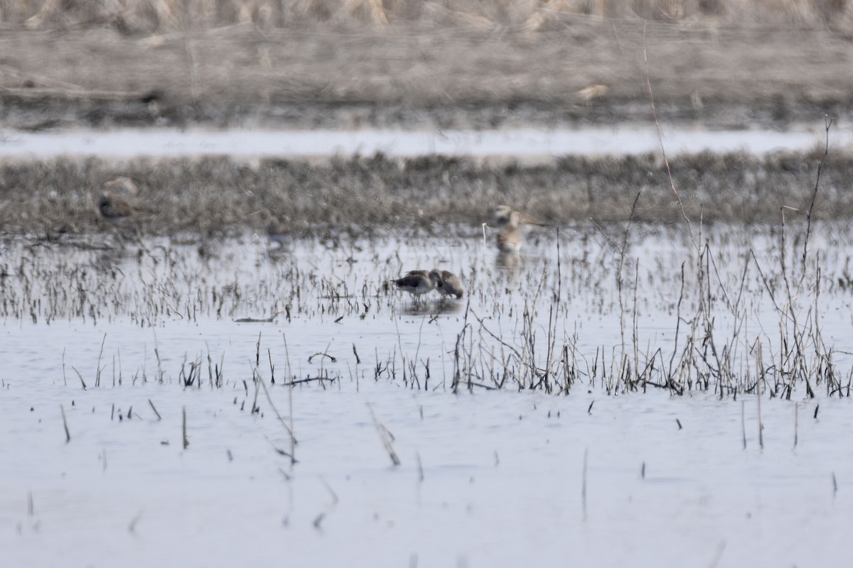 Long-billed Dowitcher - ML616705952