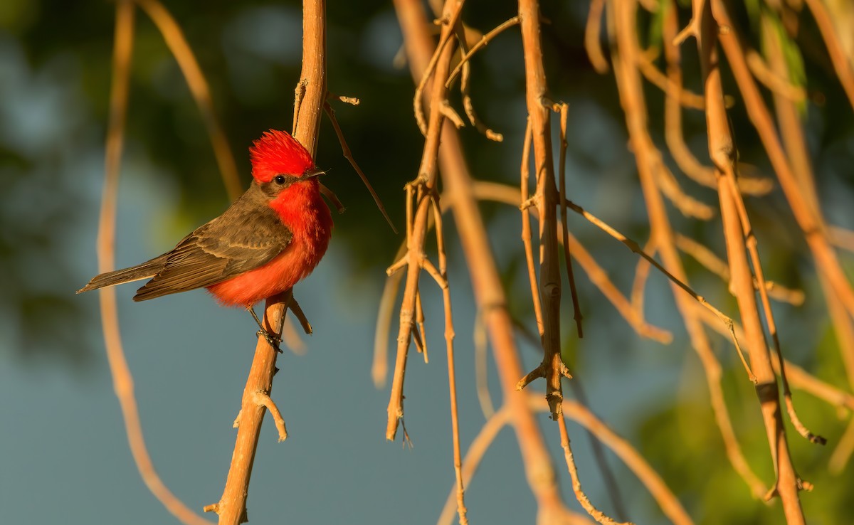 Vermilion Flycatcher - ML616705983