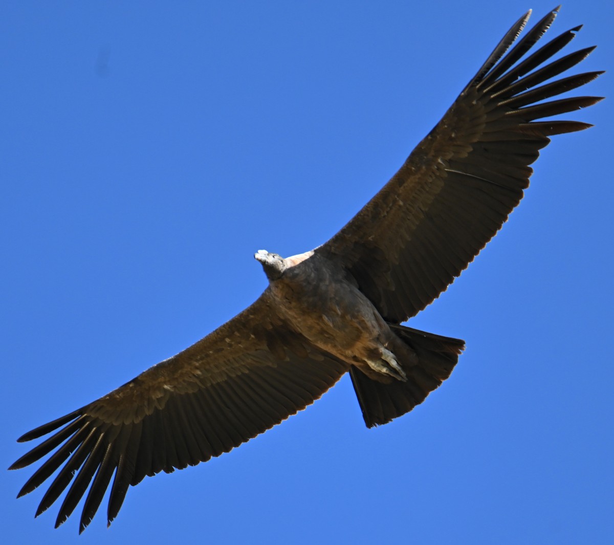 Andean Condor - ML616705992