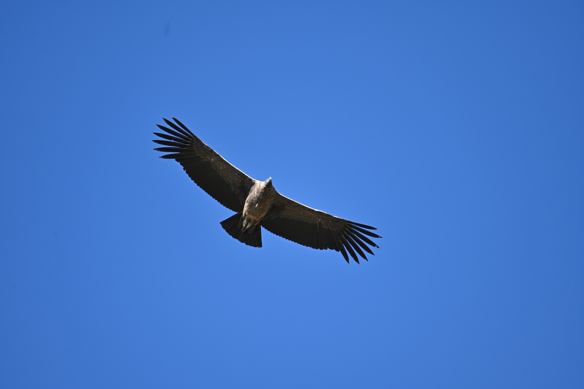 Andean Condor - ML616705994