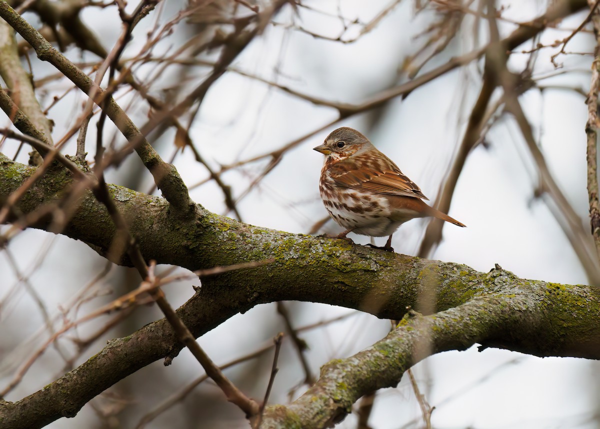 Fox Sparrow (Red) - ML616706007