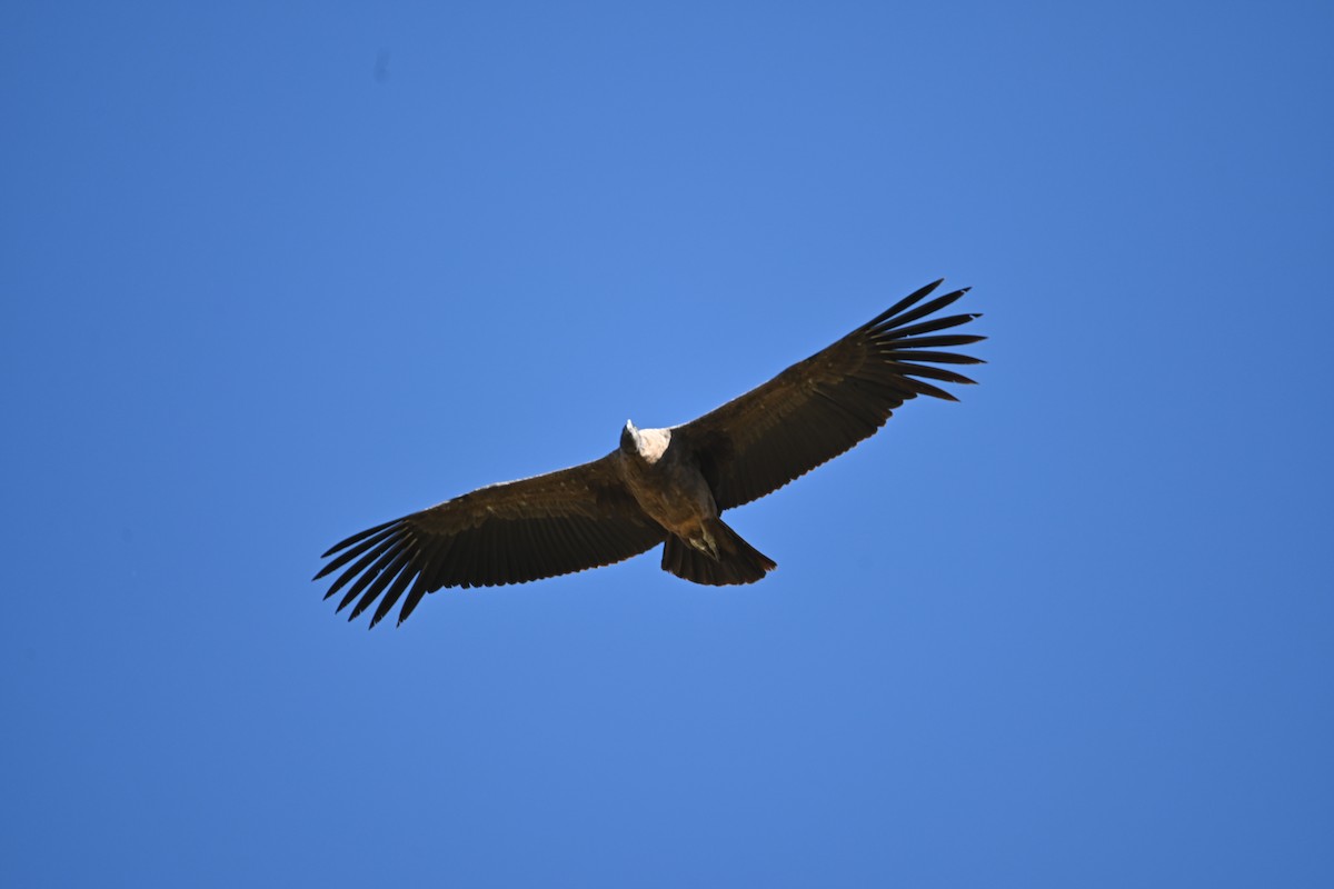 Andean Condor - ML616706012