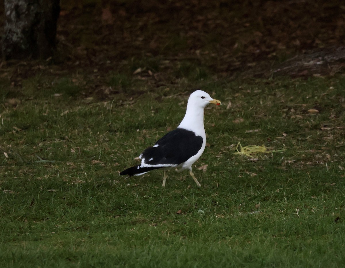 Kelp Gull - ML616706032