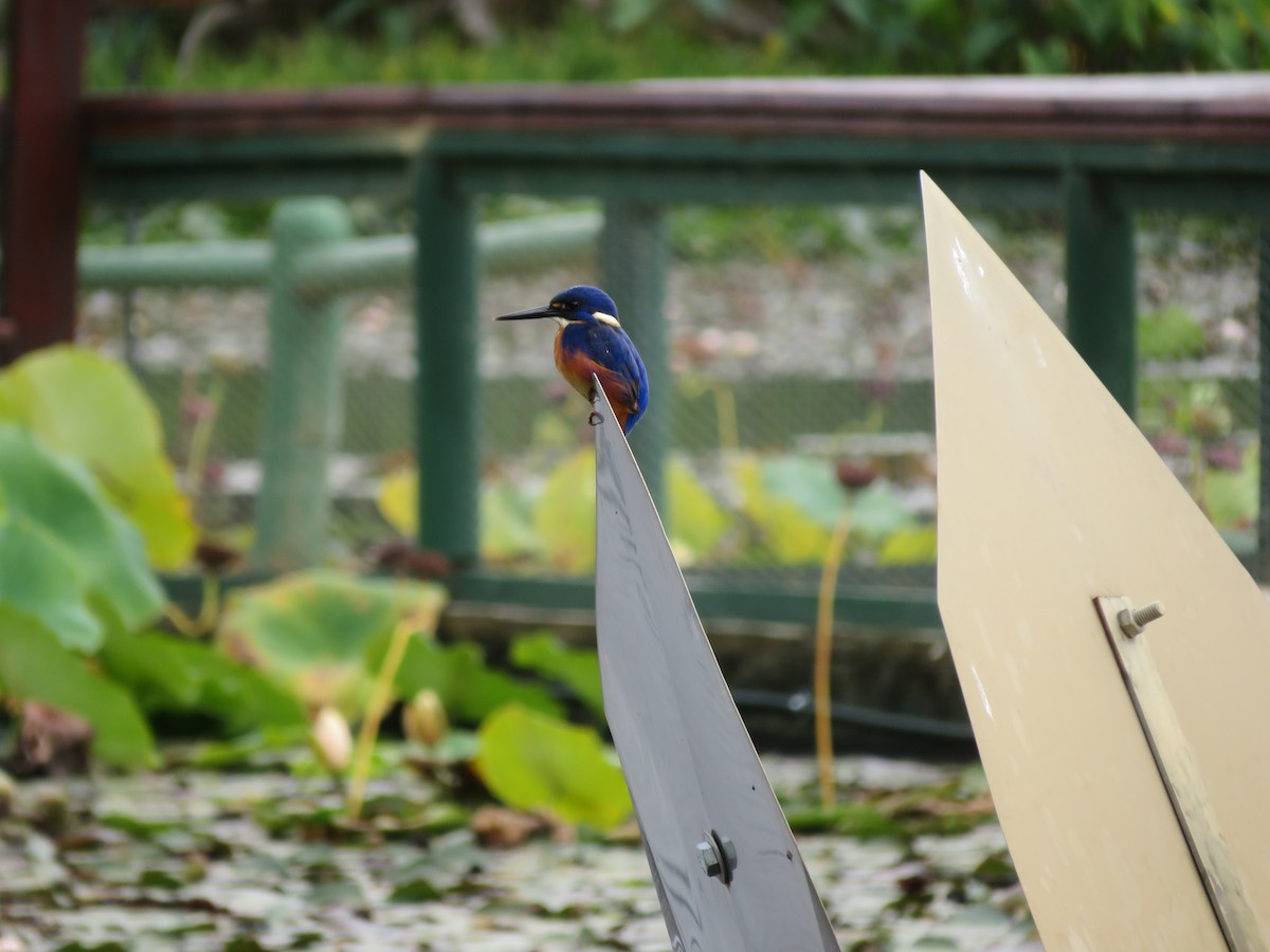 Azure Kingfisher - ML616706033