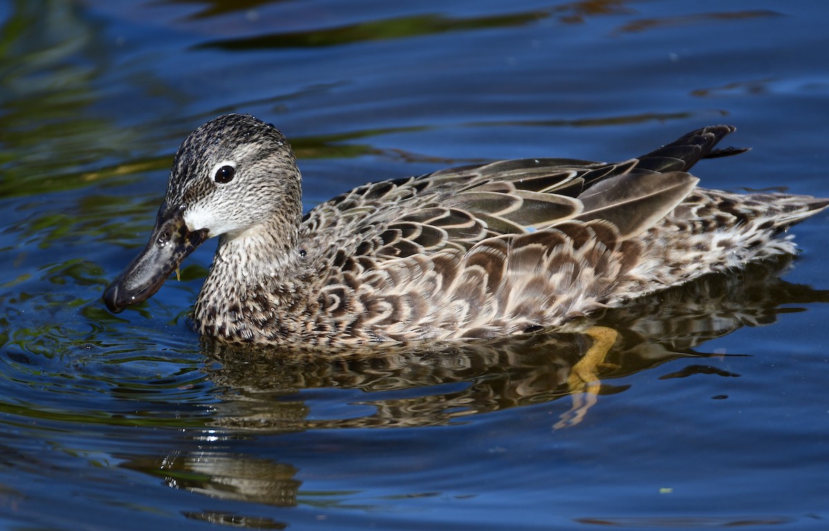 Blue-winged Teal - ML616706069