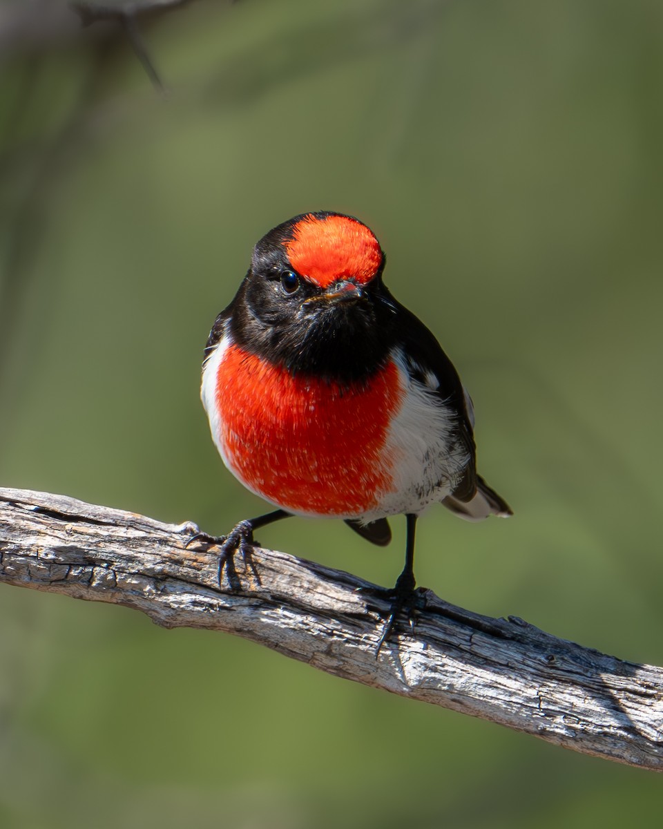 Red-capped Robin - Peter Sternes