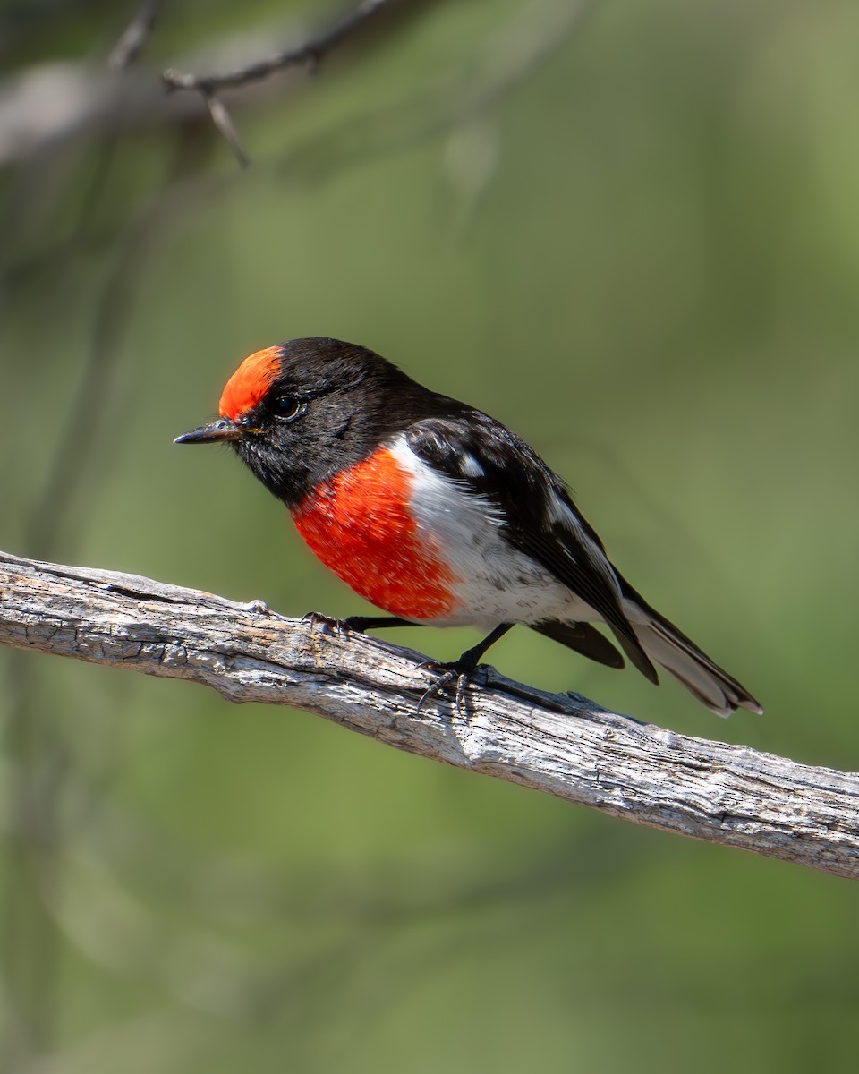 Red-capped Robin - ML616706170