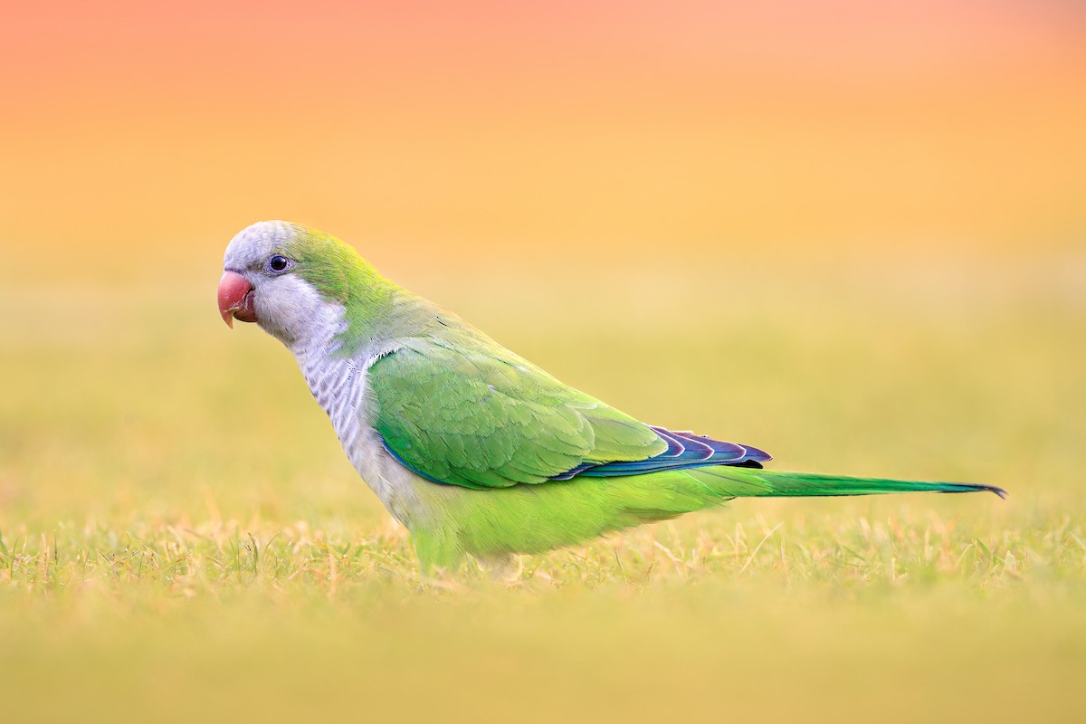 Monk Parakeet - ML616706182