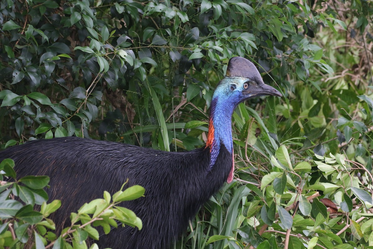 Southern Cassowary - Jeff Larson