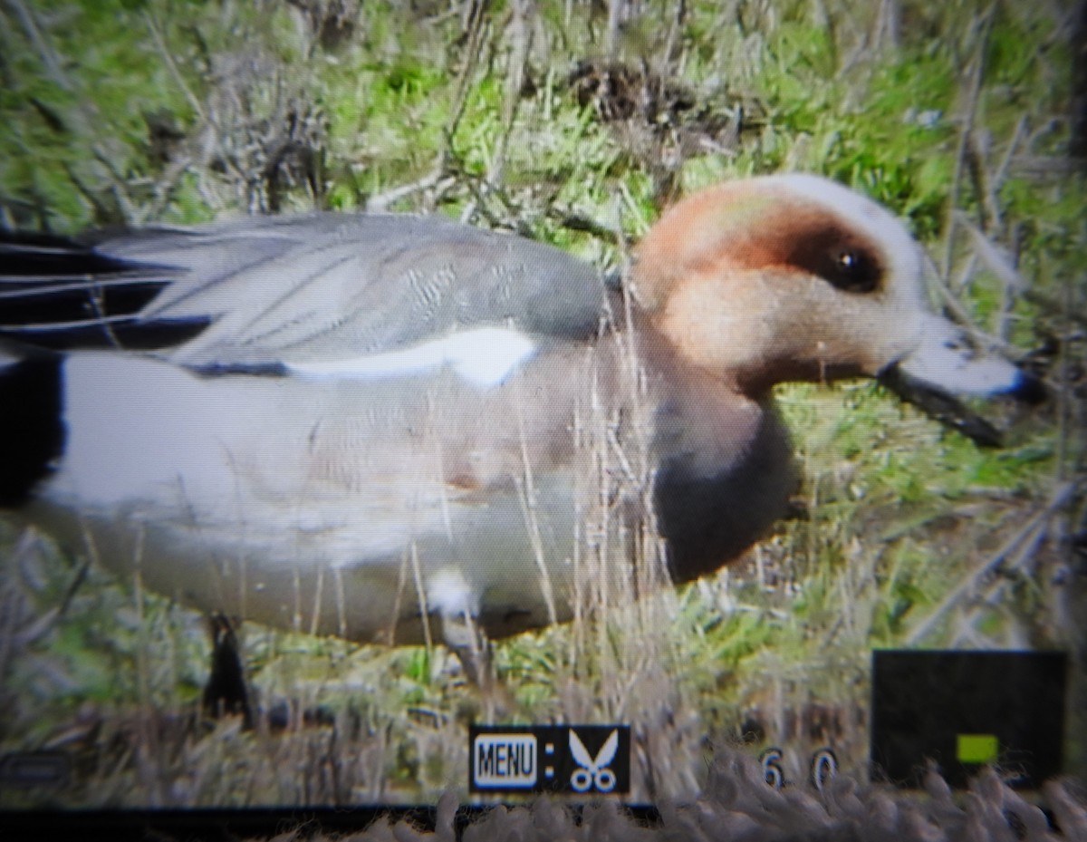 Eurasian Wigeon - ML616706215