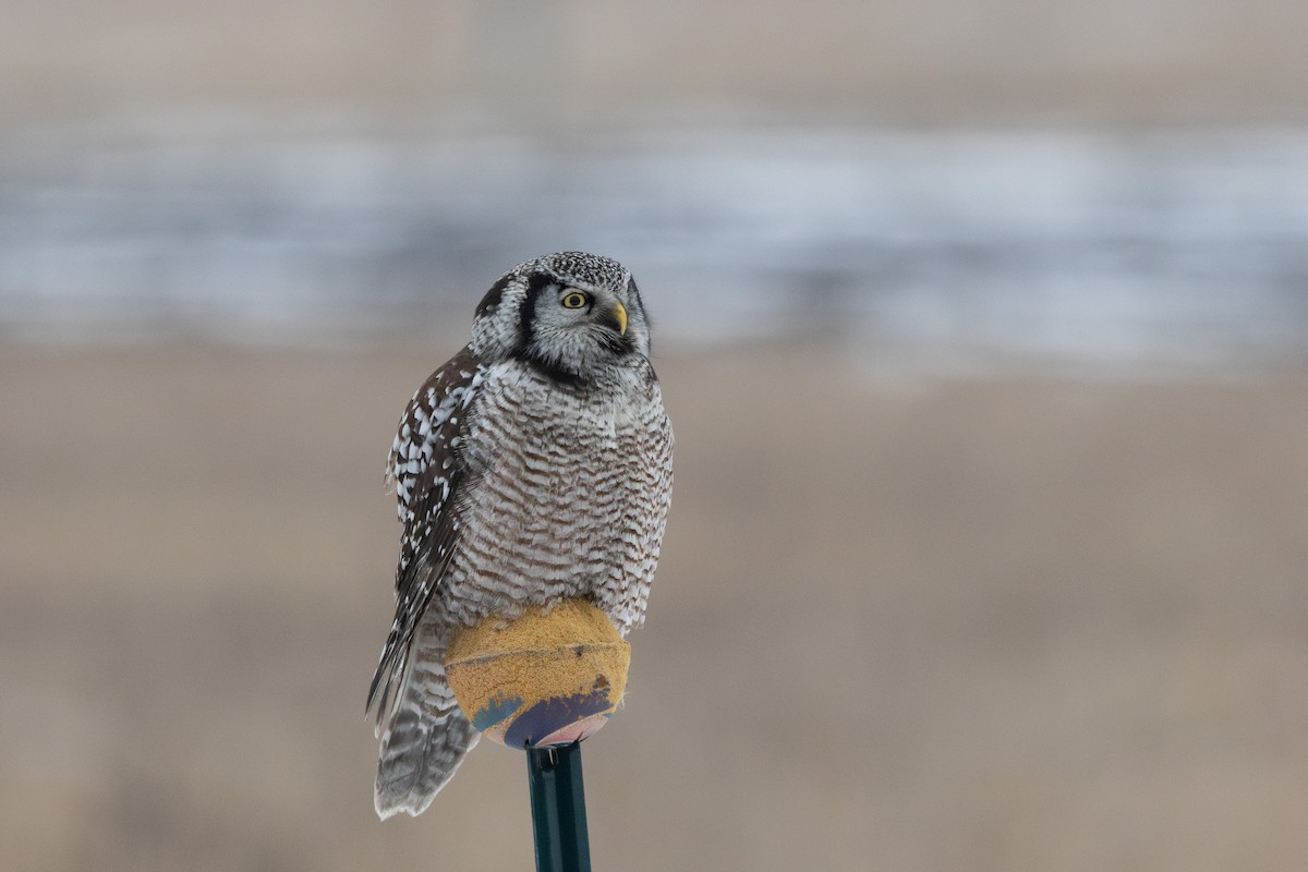 Northern Hawk Owl - Anya Auerbach