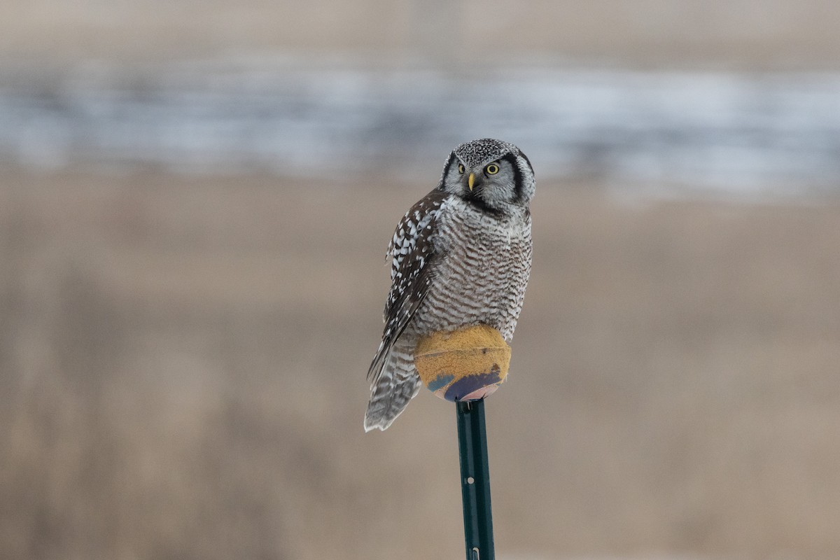Northern Hawk Owl - Anya Auerbach