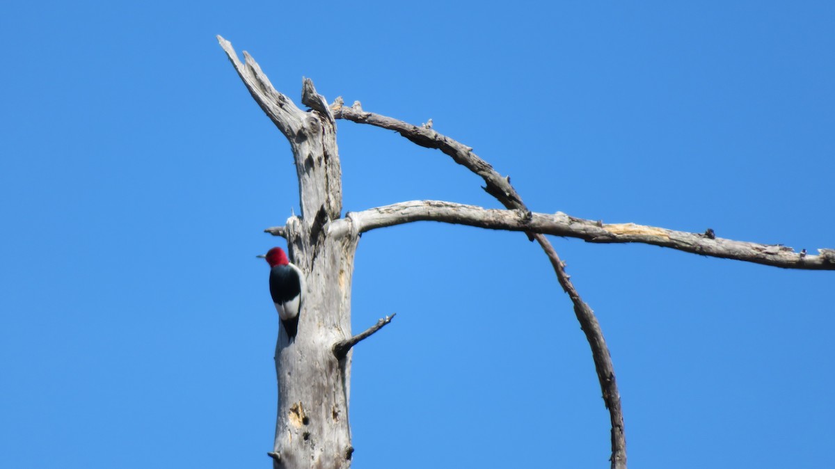 Red-headed Woodpecker - ML616706279